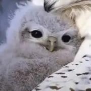 OWLの画像