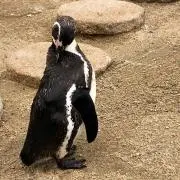 パウロ