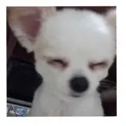 ごぱんの画像
