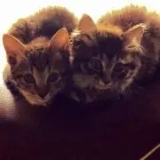 にゃんにゃんの画像