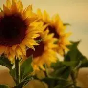 y.h.k.r.a...⭐︎の画像