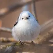 プロフ必読の画像