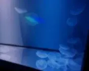 さいの画像