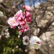 ゴロゴロの画像