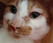 4Catsの画像