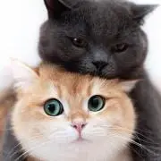 モククの画像