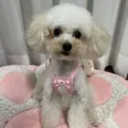 ぷる
