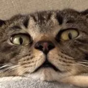 はちやま　本以外11日発送予定の画像