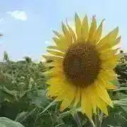 カリヨン（プロフ参照ください）の画像