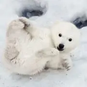 gigiの画像