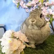 chamtenの画像