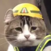 ねこやんの画像