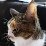 ぱんこ