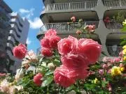 花☆猫love♪