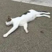 こぐまの画像