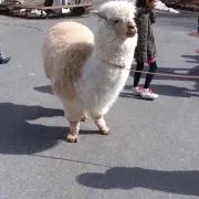 きよ