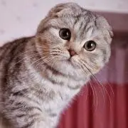 みんたん