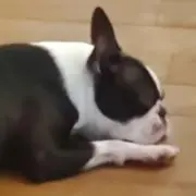 うさぎの画像