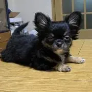 MOKO_PETの画像