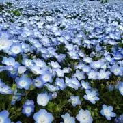 ひとよしの画像