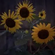 cocoの画像