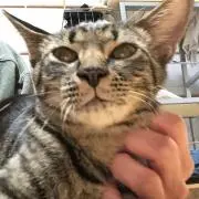 せん