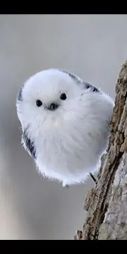 まゆ