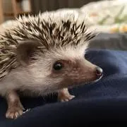 まい