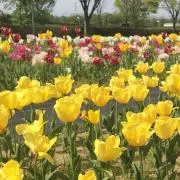 てらの画像
