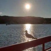 ミケ