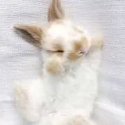 COOKYの画像