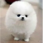 ひよこの画像