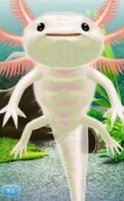 タウキーの画像