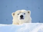 ステッピーの画像