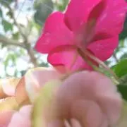 みみみ