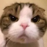 △ぐるーみーの画像