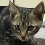 ミート