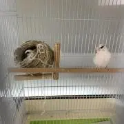 ポムポム