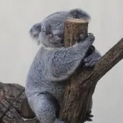 Tの画像