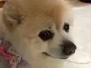 あーこakの画像