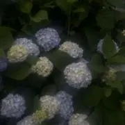 fhtの画像