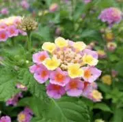 Lantana☆の画像