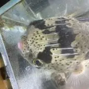 リセの画像