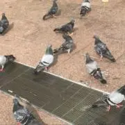 名も無し