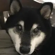 ばんごろーの画像