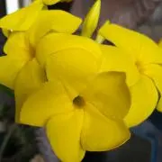 ひまわりの画像