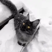 ふゆ