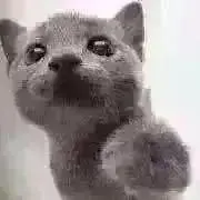 はるねこ