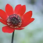 あねもねの画像