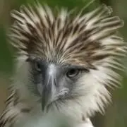 ダックスの画像